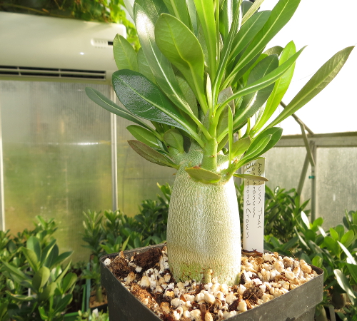 "Socotranum Diamond Crown"